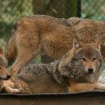wolves of langston pdf